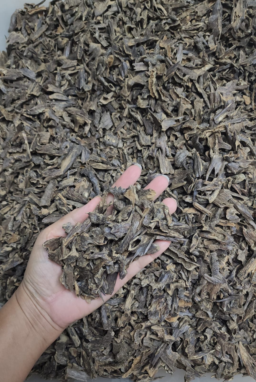 WhatsApp Image 2026-01-24 at 17.53.20