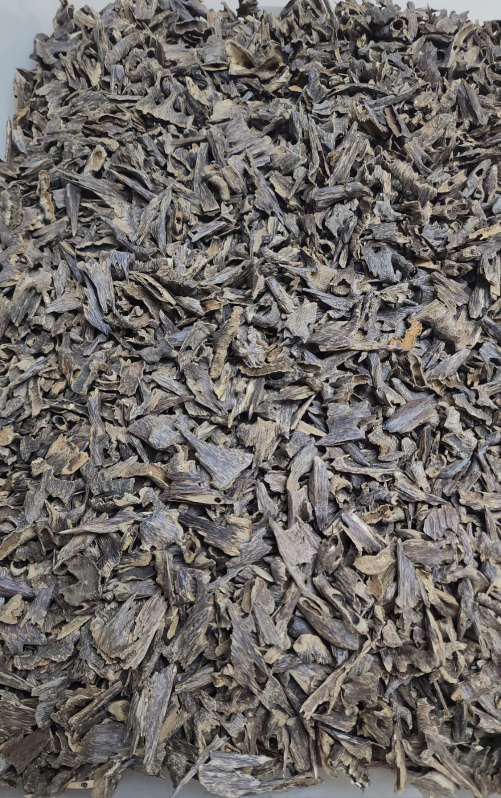 WhatsApp Image 2026-01-24 at 17.53.21